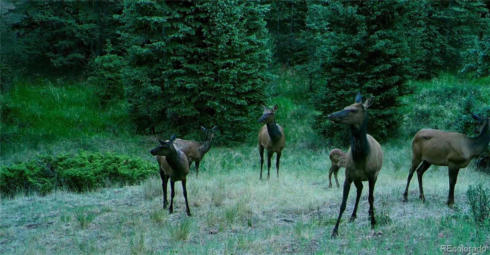 MLS Image #39 for 600  elk ridge ,divide, Colorado