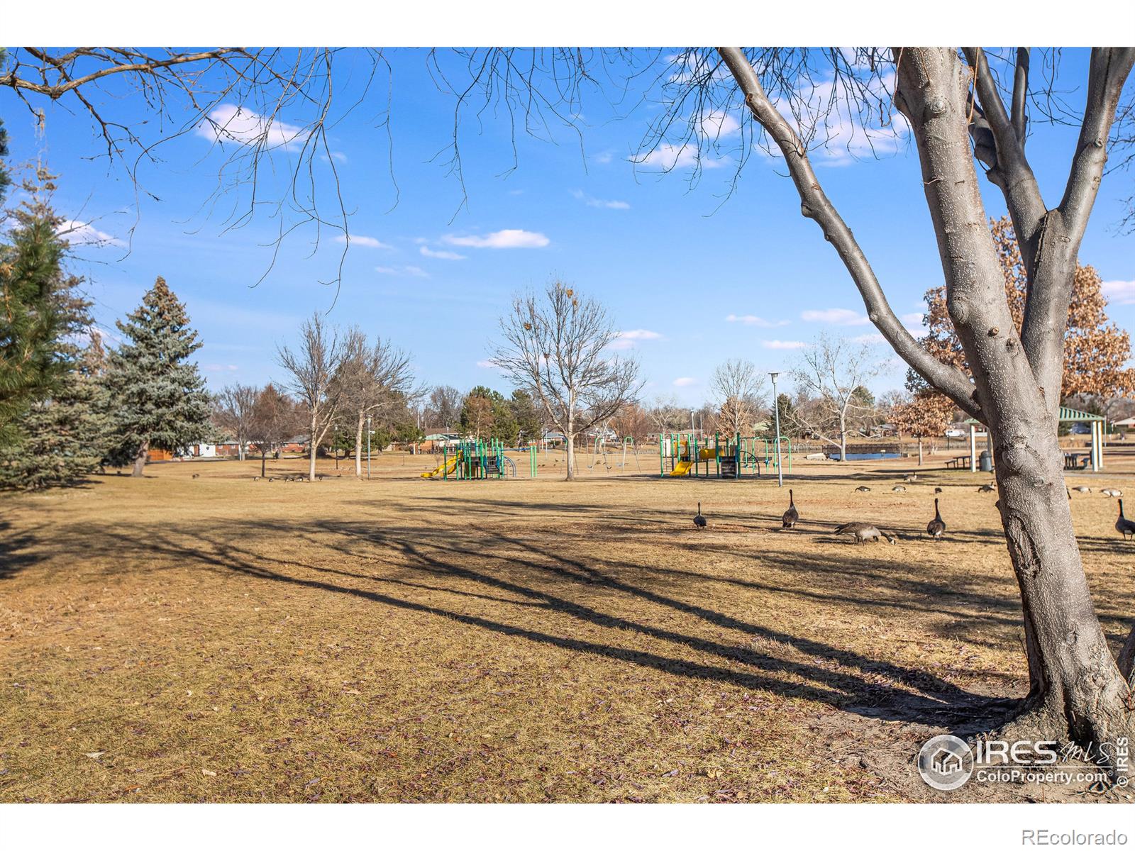 MLS Image #26 for 1112  tulip street,longmont, Colorado