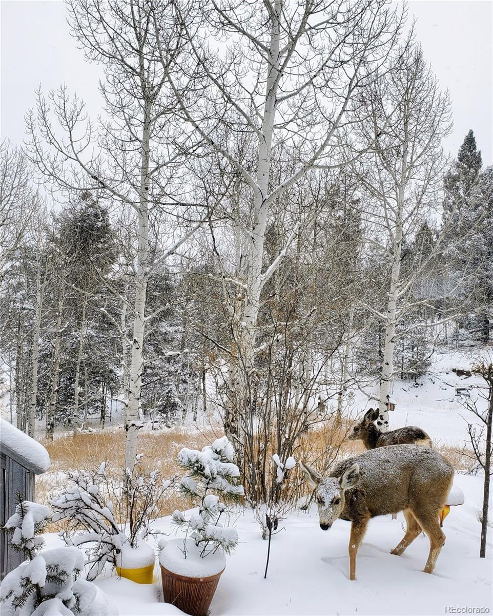 MLS Image #34 for 394  spruce drive,florissant, Colorado