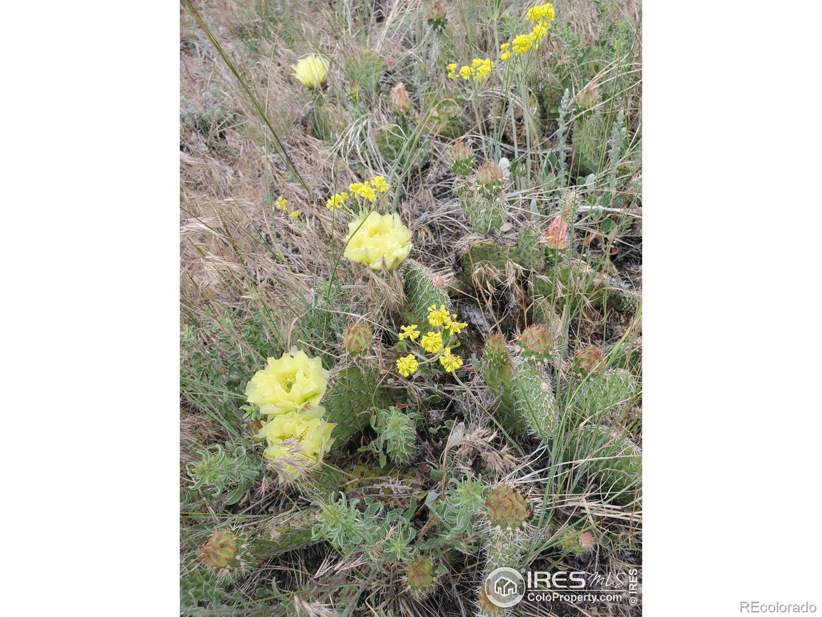 MLS Image #14 for 1952 w county road 82e road,livermore, Colorado