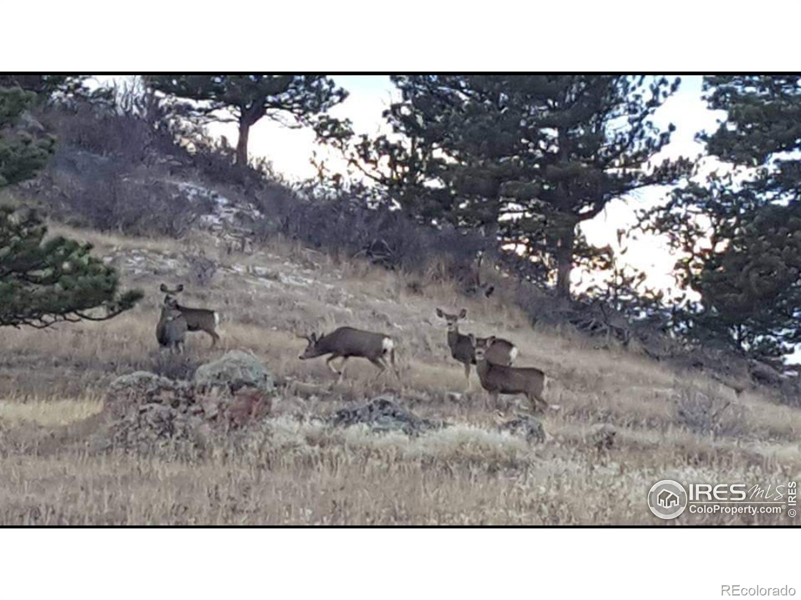 MLS Image #21 for 1952 w county road 82e road,livermore, Colorado