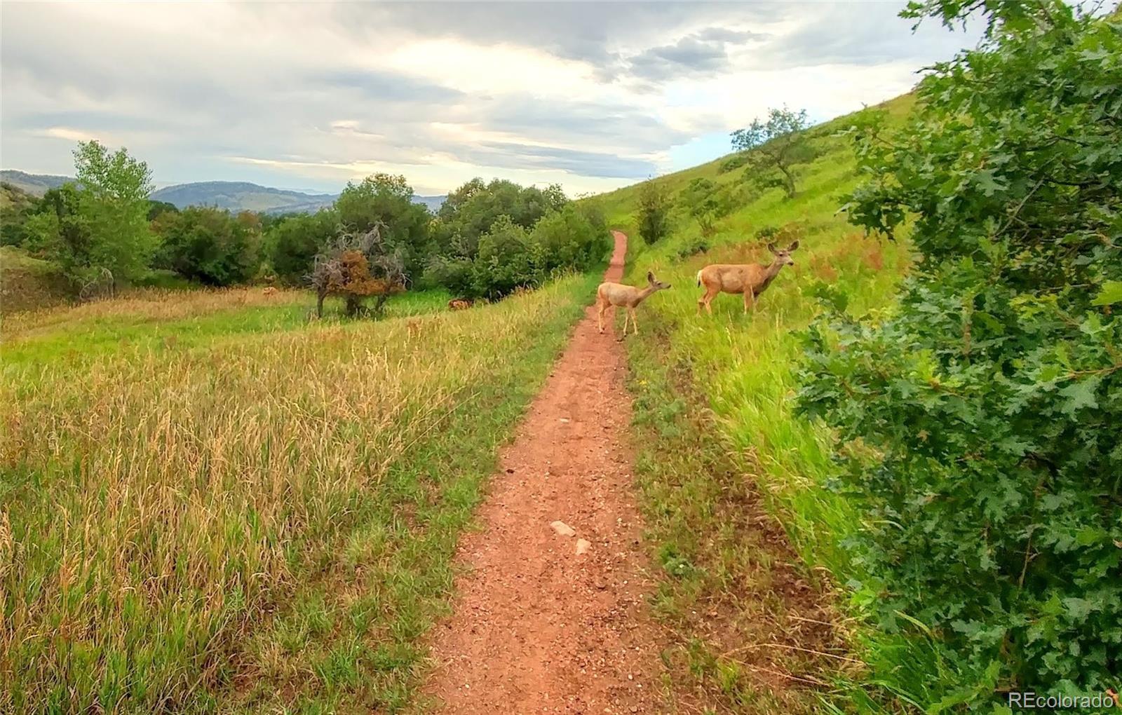 MLS Image #38 for 10576 w noddle mountain,littleton, Colorado