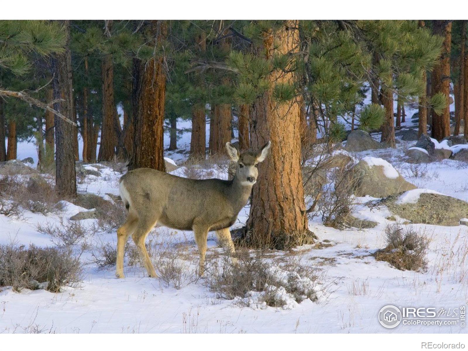 MLS Image #25 for 67  shady hollow,nederland, Colorado