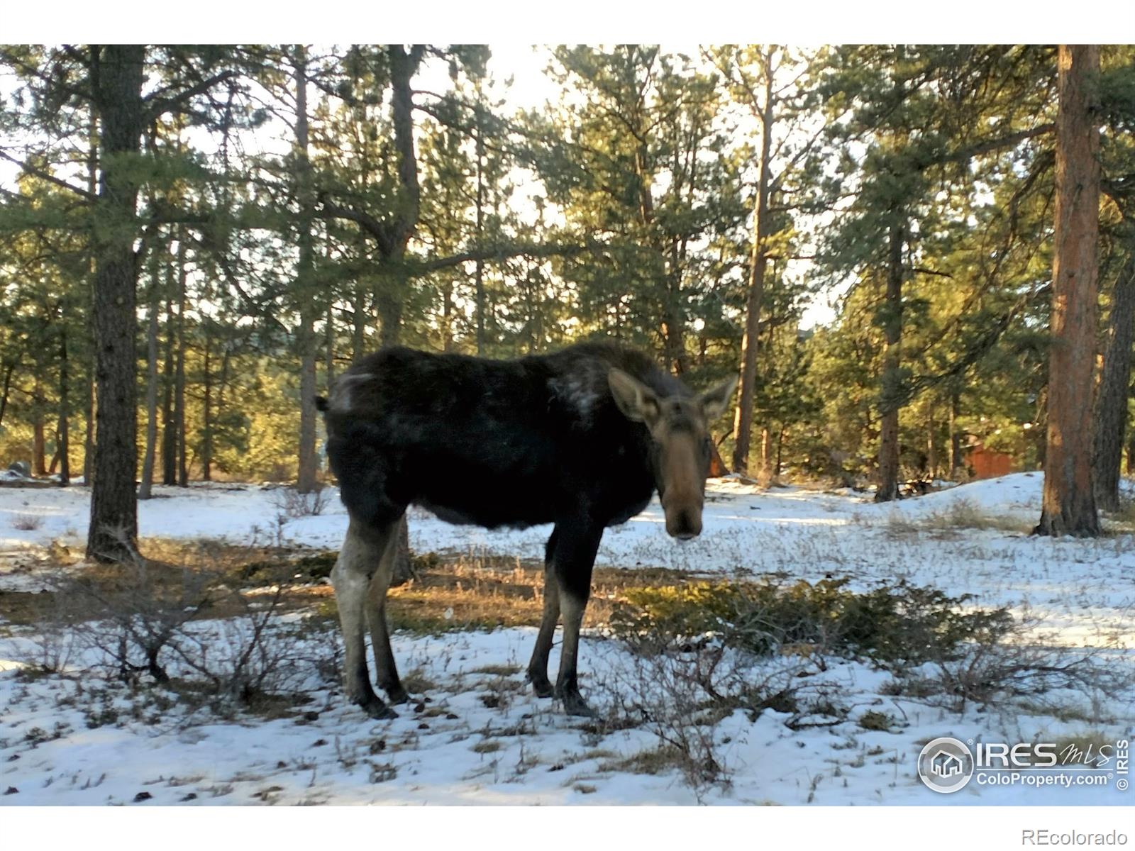 MLS Image #26 for 67  shady hollow,nederland, Colorado