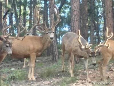 MLS Image #29 for 10692  us highway 285 ,conifer, Colorado