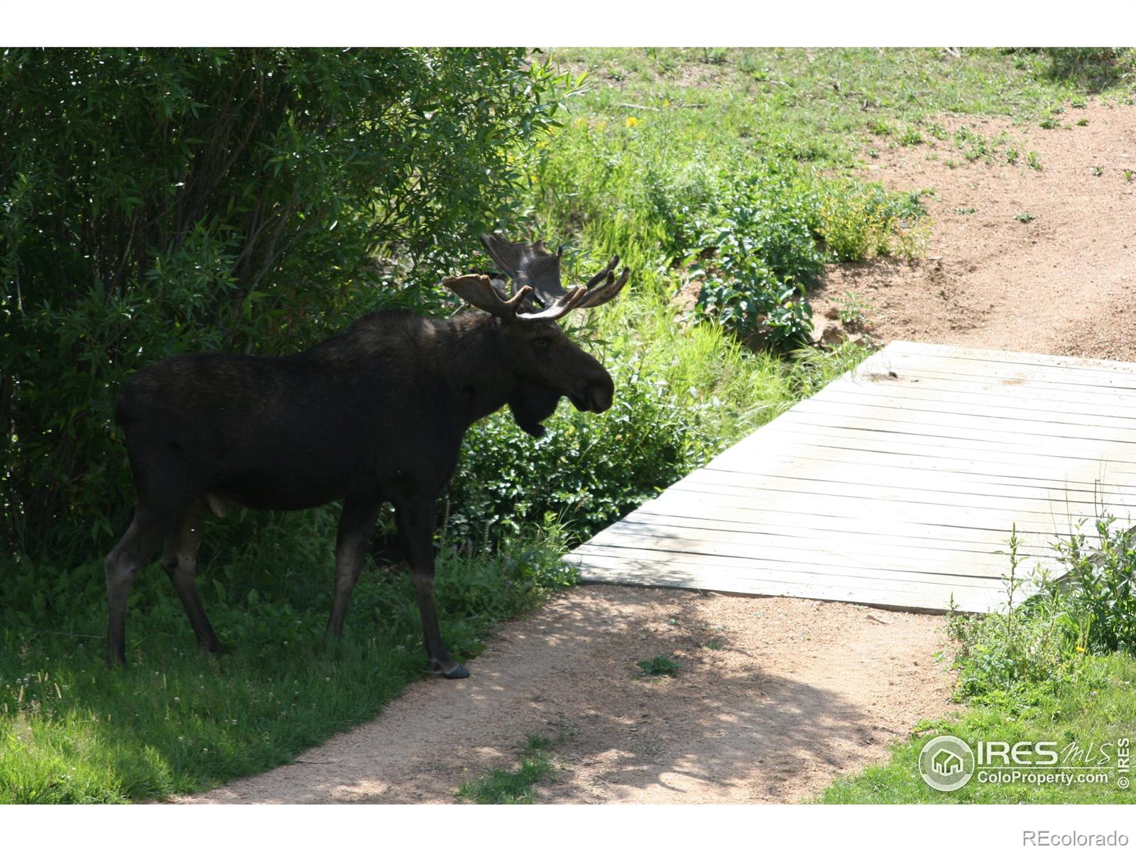 MLS Image #37 for 99  elkhorn house road,livermore, Colorado