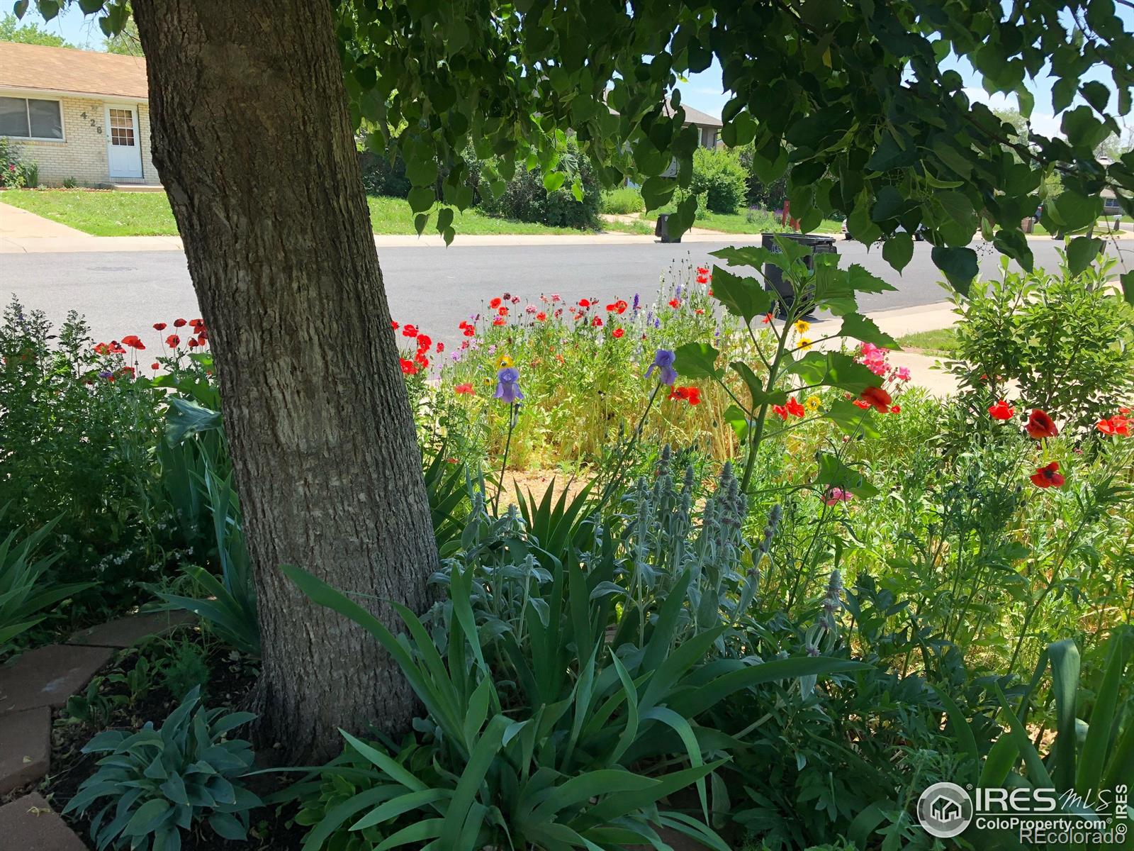 MLS Image #15 for 437  fox street,longmont, Colorado