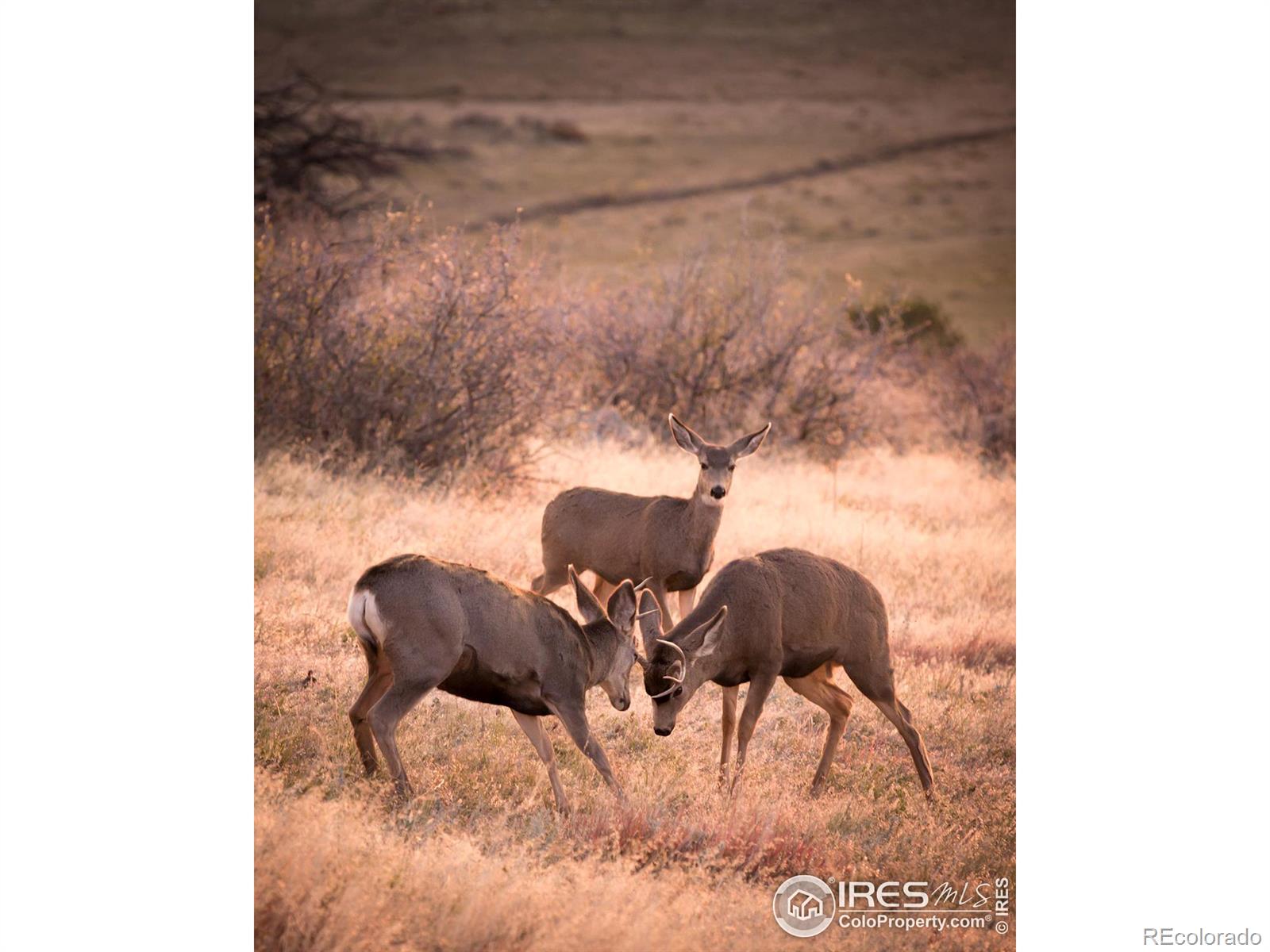 MLS Image #33 for 9198  wildcat road,loveland, Colorado