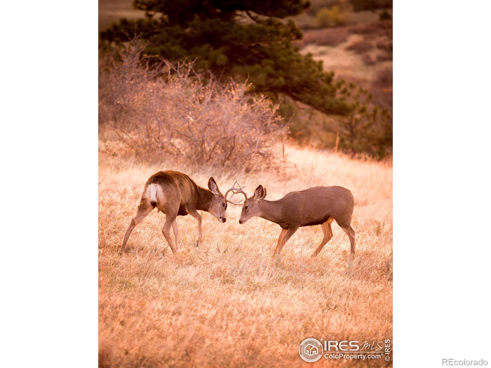 MLS Image #4 for 9198  wildcat road,loveland, Colorado