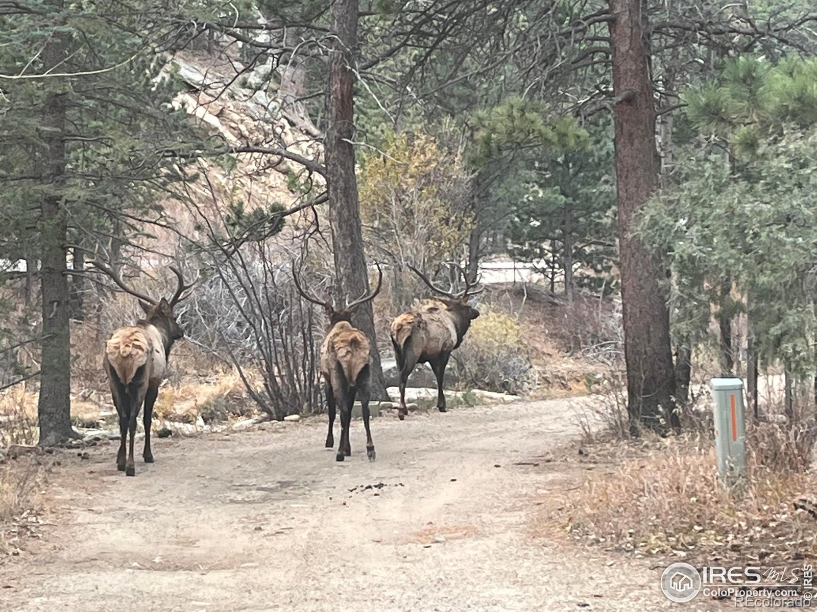 MLS Image #2 for 197  rock canyon road,drake, Colorado