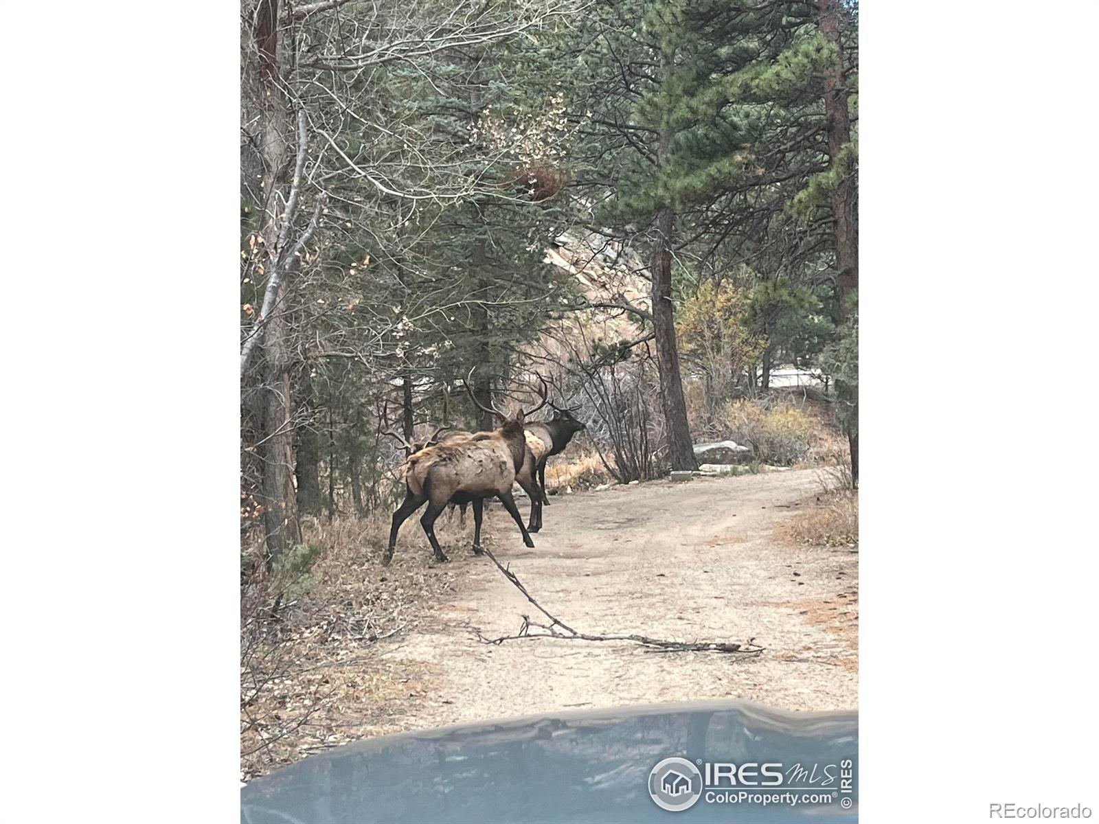 MLS Image #24 for 197  rock canyon road,drake, Colorado