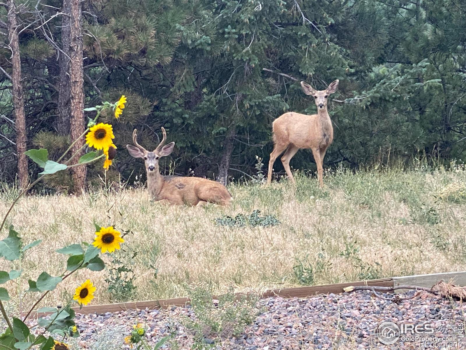 MLS Image #38 for 1057  reed ranch road,boulder, Colorado