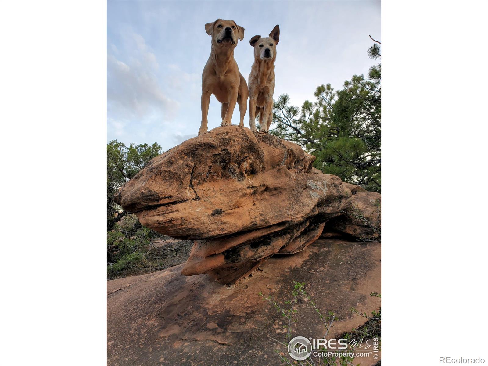 MLS Image #39 for 93  juniper ridge road,laporte, Colorado