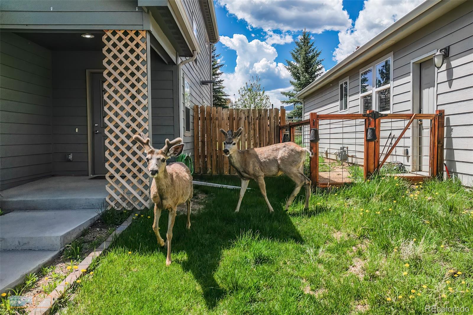 MLS Image #36 for 1800  gray hawk court,estes park, Colorado