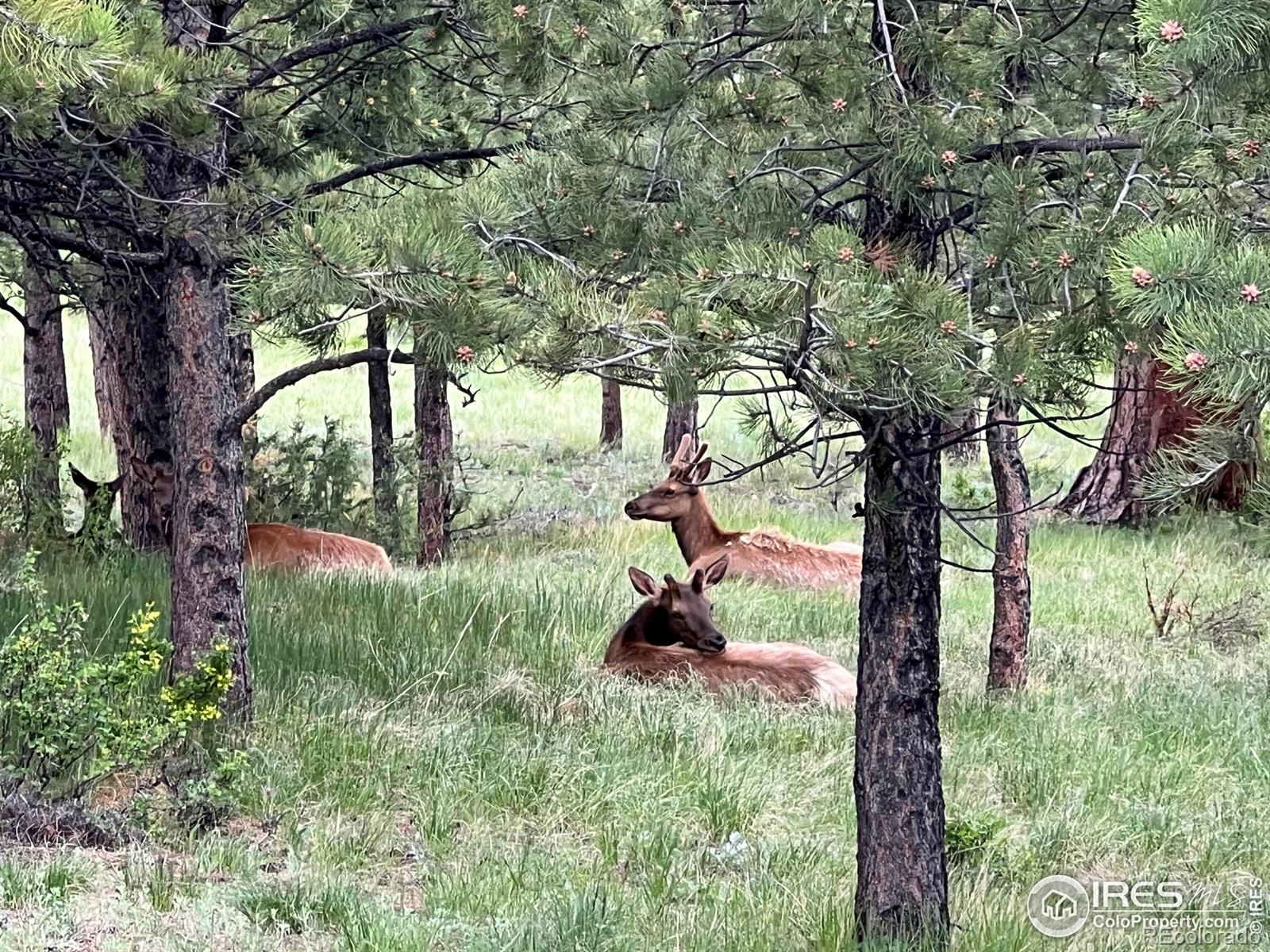 MLS Image #31 for 2955  broadview lane,estes park, Colorado