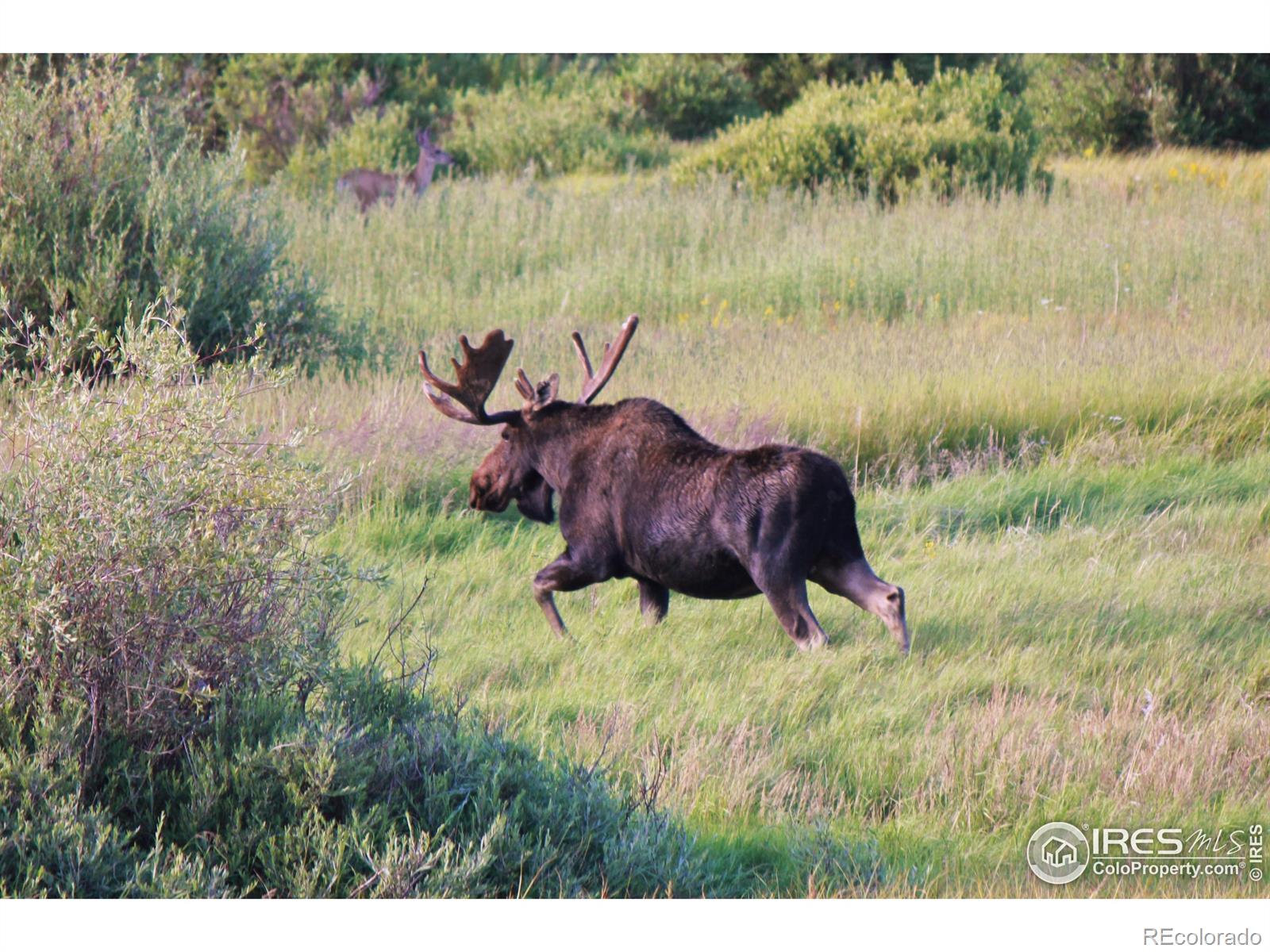 MLS Image #5 for 90  county road 21 ,rand, Colorado