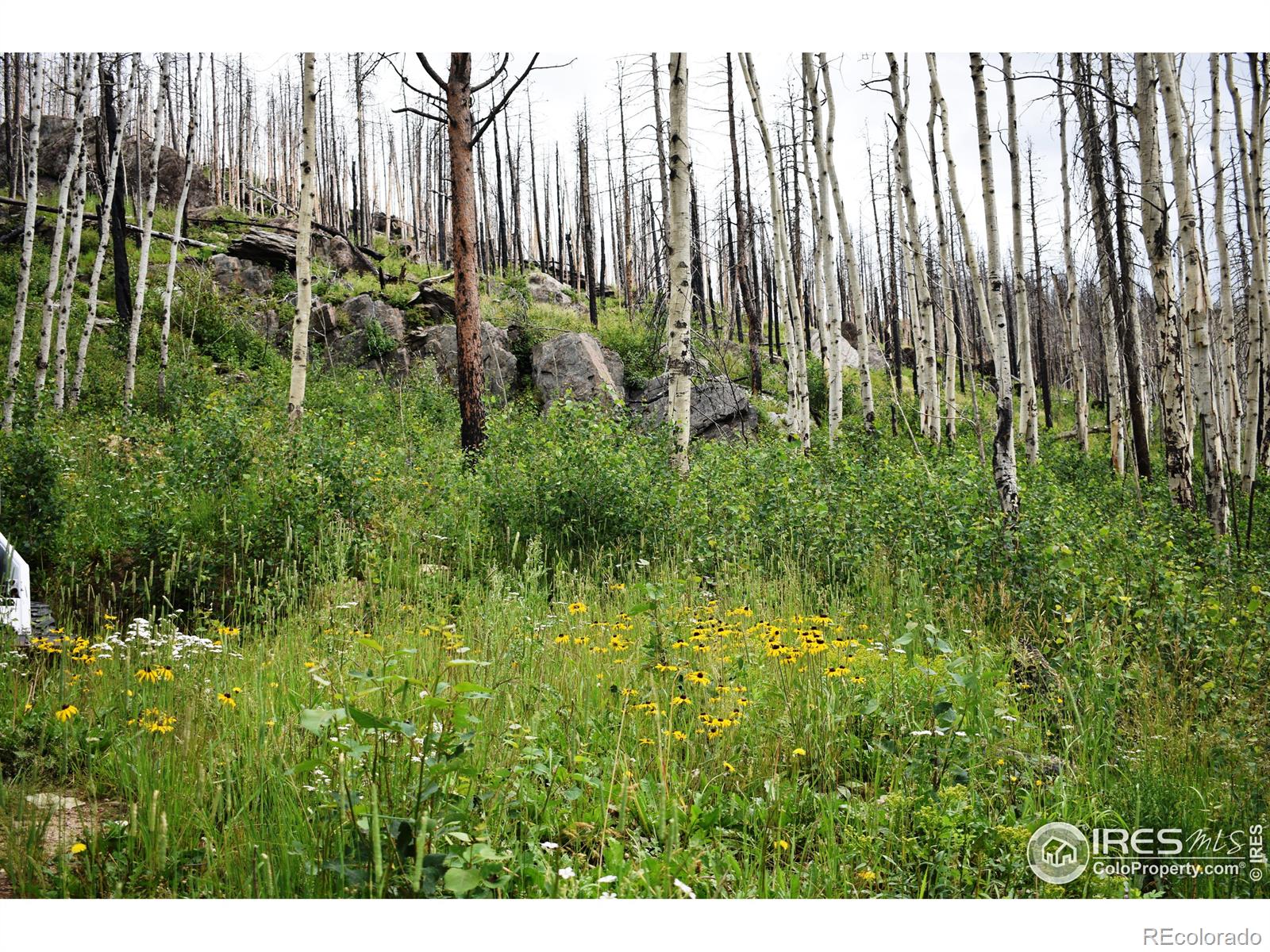 MLS Image #10 for 500  powder horn trail,bellvue, Colorado