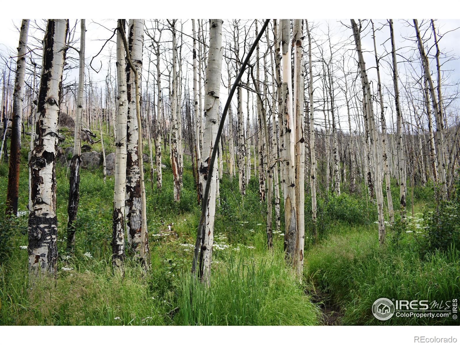 MLS Image #11 for 500  powder horn trail,bellvue, Colorado