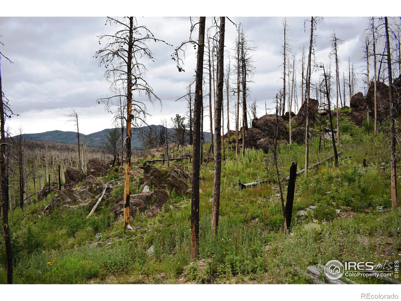 MLS Image #13 for 500  powder horn trail,bellvue, Colorado