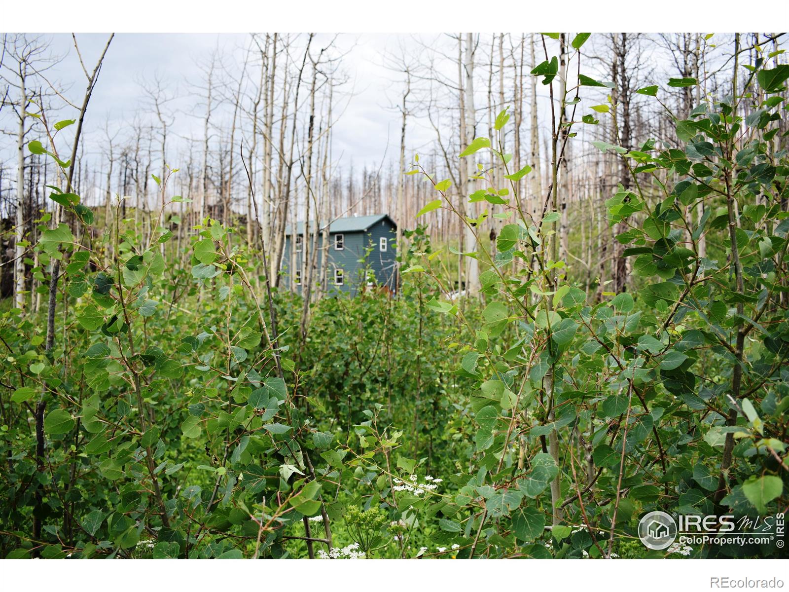 MLS Image #15 for 500  powder horn trail,bellvue, Colorado