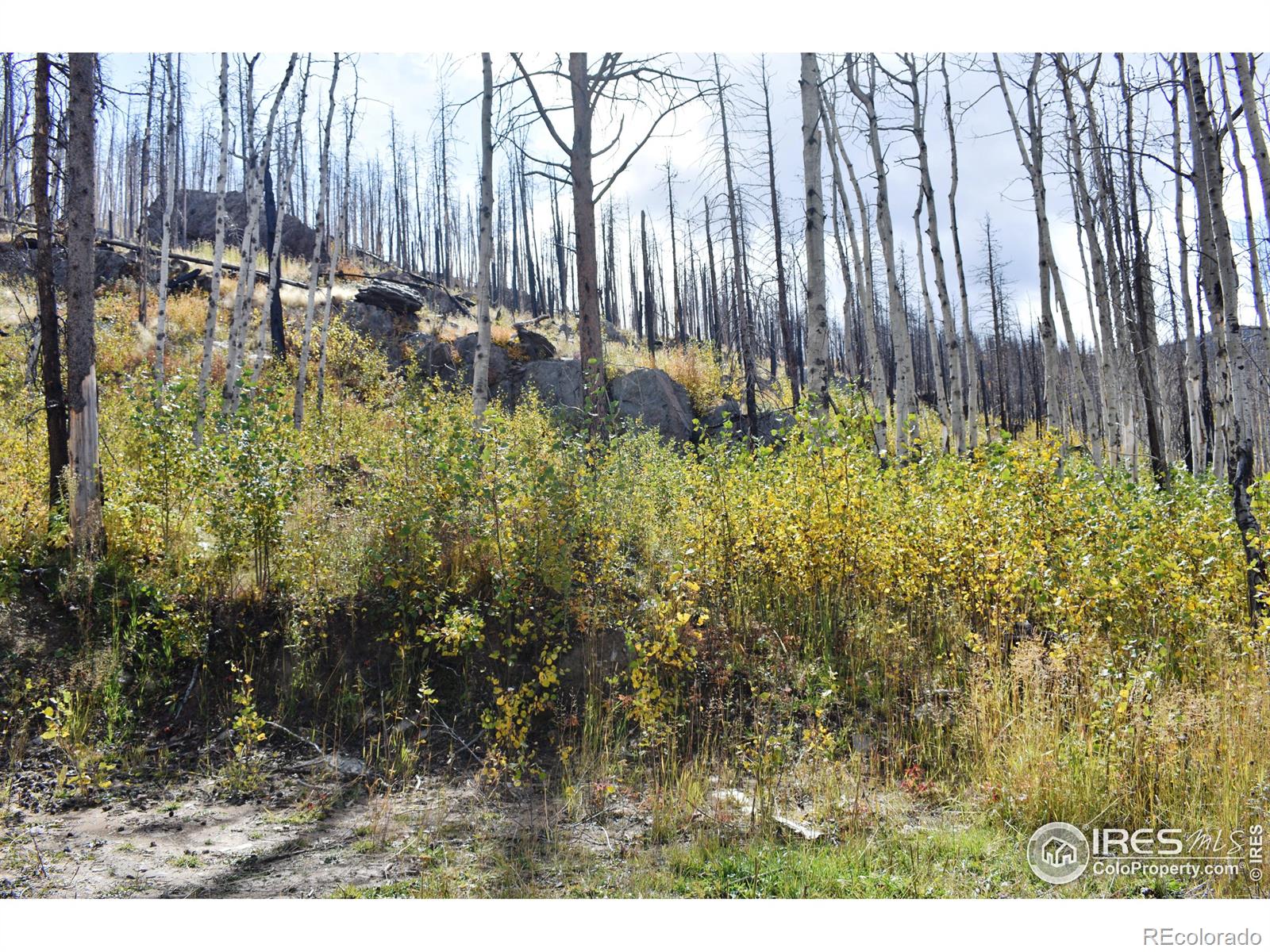 MLS Image #29 for 500  powder horn trail,bellvue, Colorado