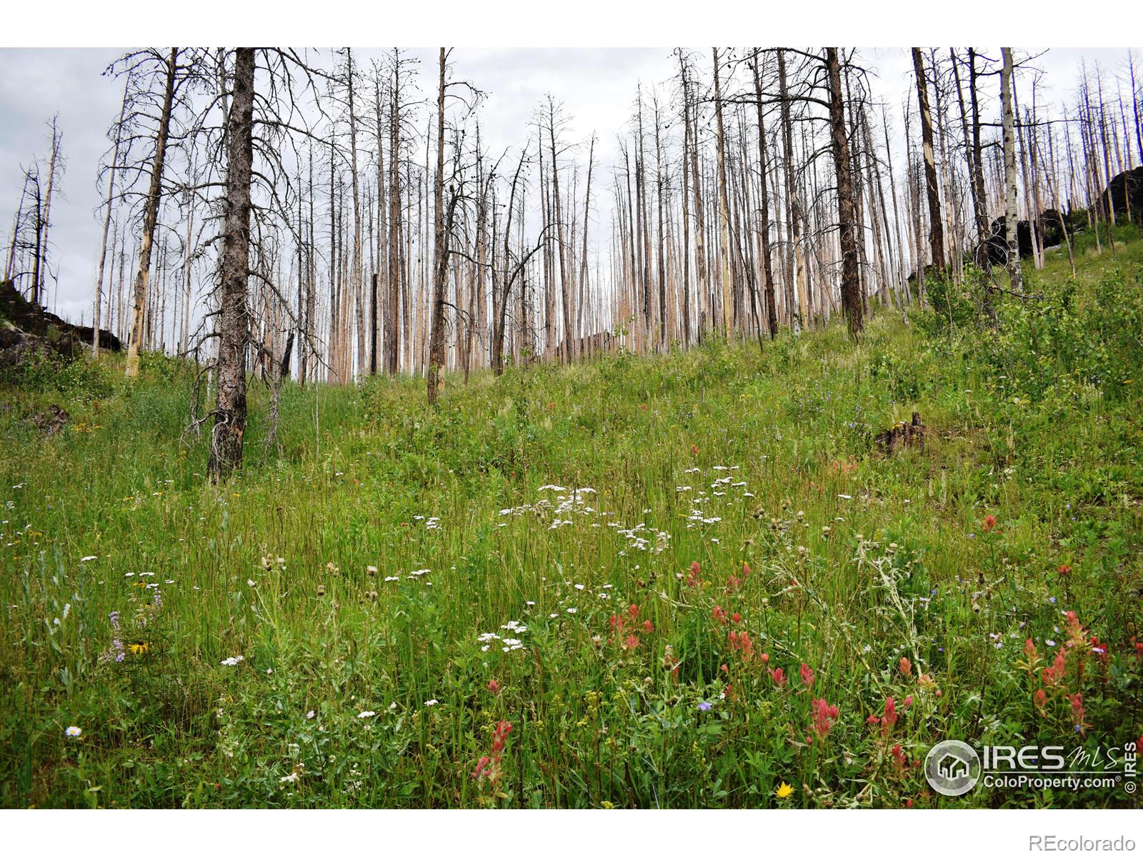 MLS Image #5 for 500  powder horn trail,bellvue, Colorado