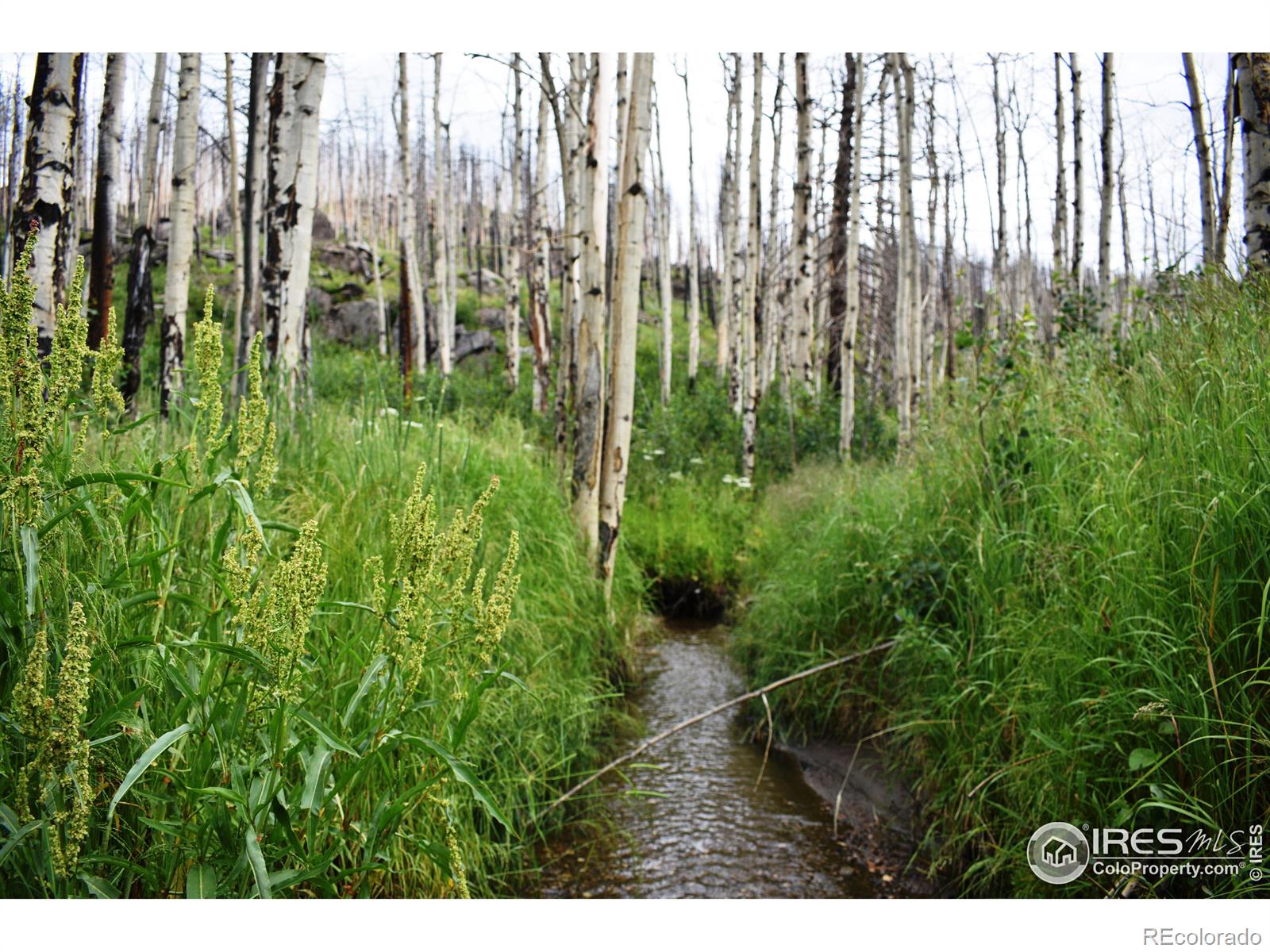 MLS Image #6 for 500  powder horn trail,bellvue, Colorado