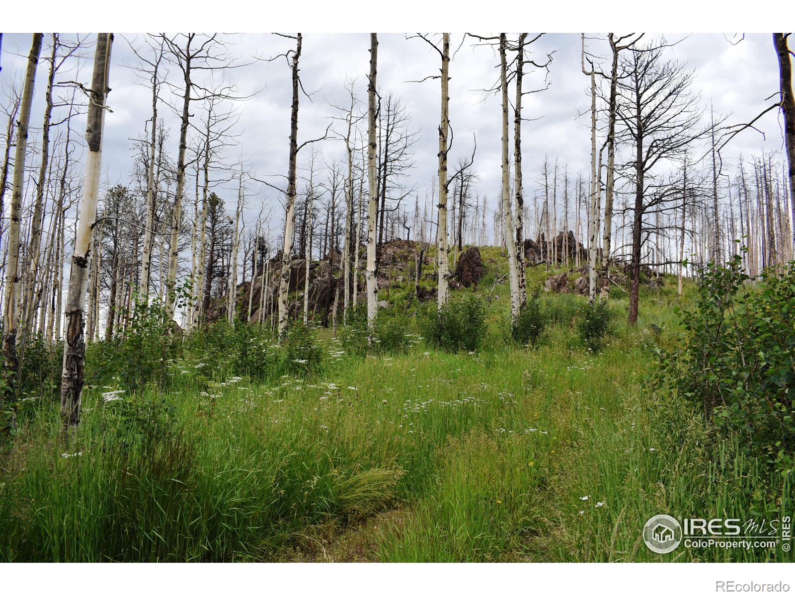MLS Image #9 for 500  powder horn trail,bellvue, Colorado