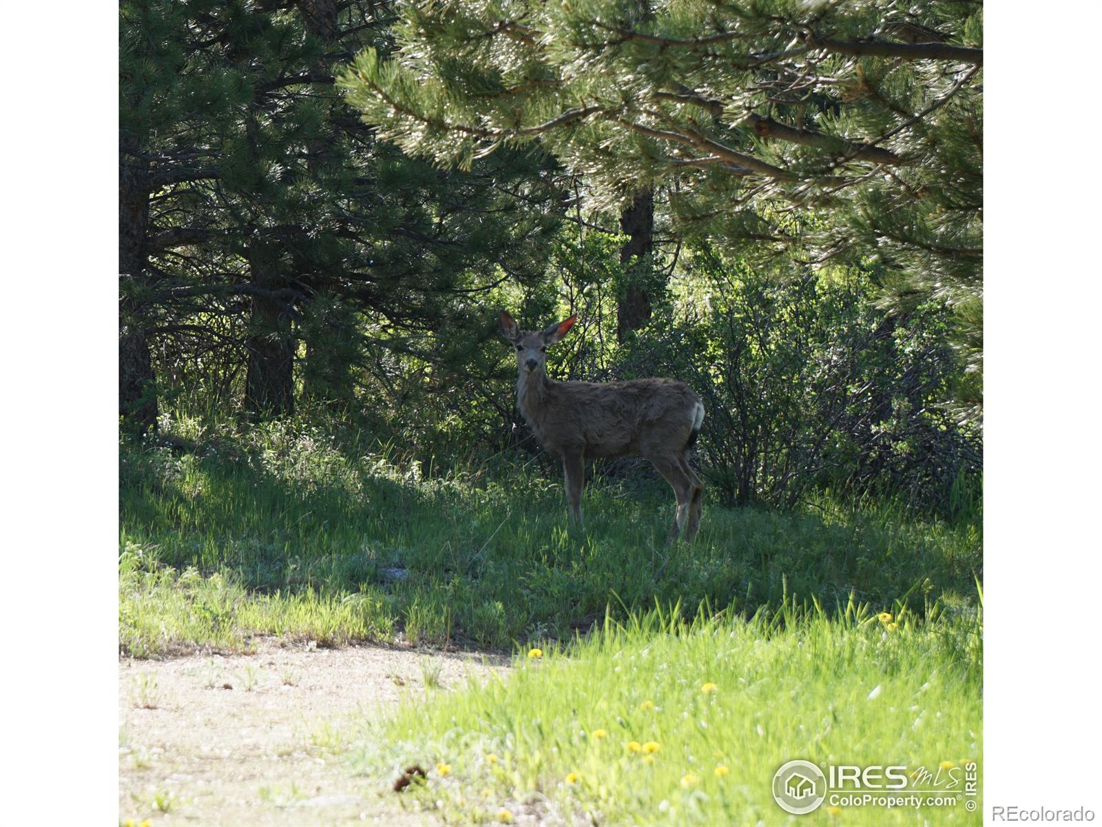 MLS Image #27 for 5200  sugarloaf road,boulder, Colorado