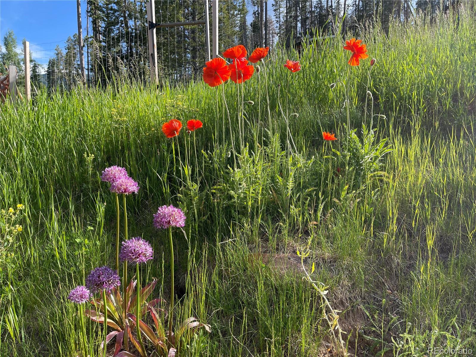 MLS Image #32 for 32625  saint moritz drive,evergreen, Colorado