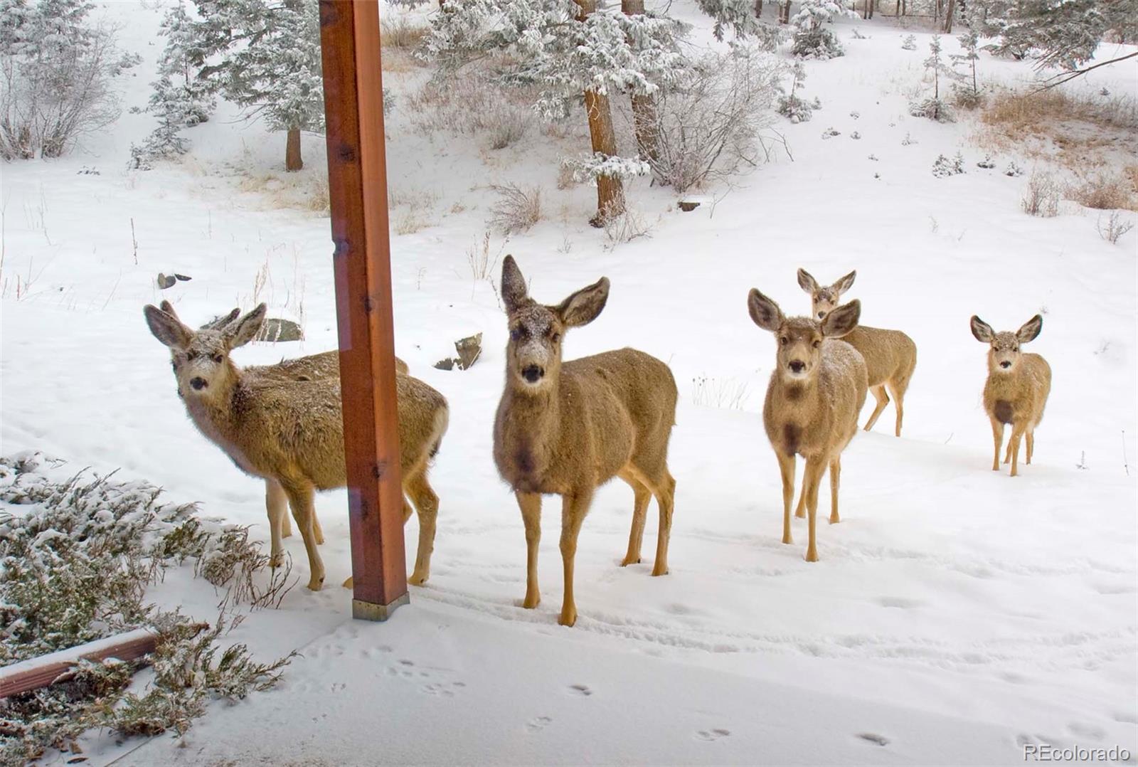 MLS Image #34 for 665  trailside drive,golden, Colorado