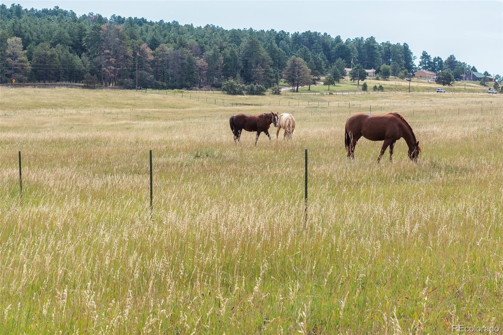 MLS Image #2 for 14119 s perry park road,larkspur, Colorado