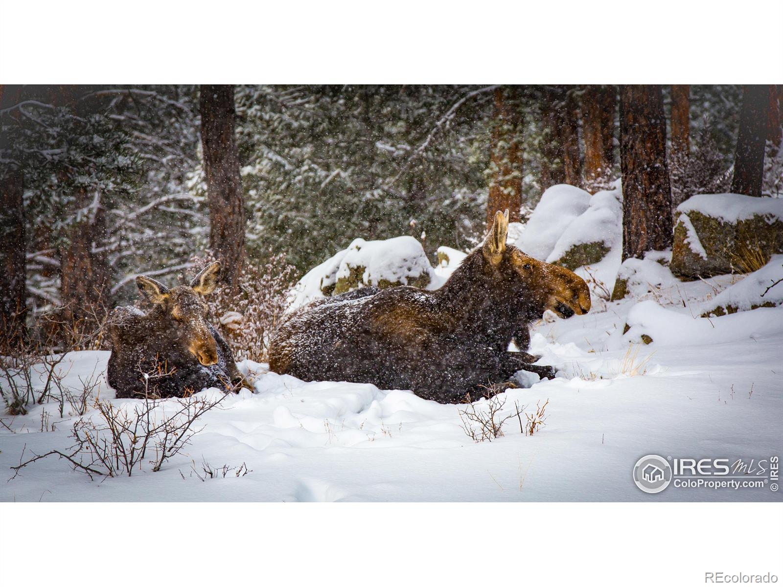 MLS Image #28 for 200  rocky knob lane,nederland, Colorado