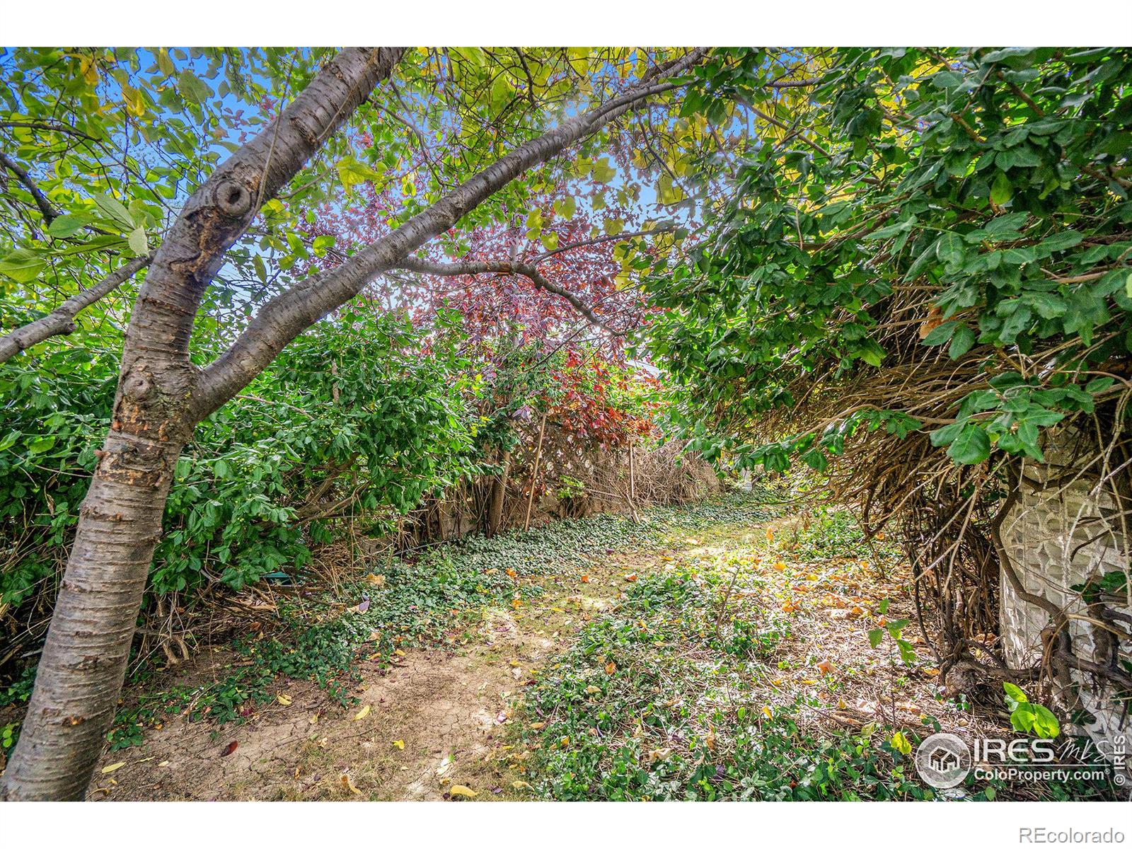 MLS Image #35 for 1908  sequoia street,fort collins, Colorado