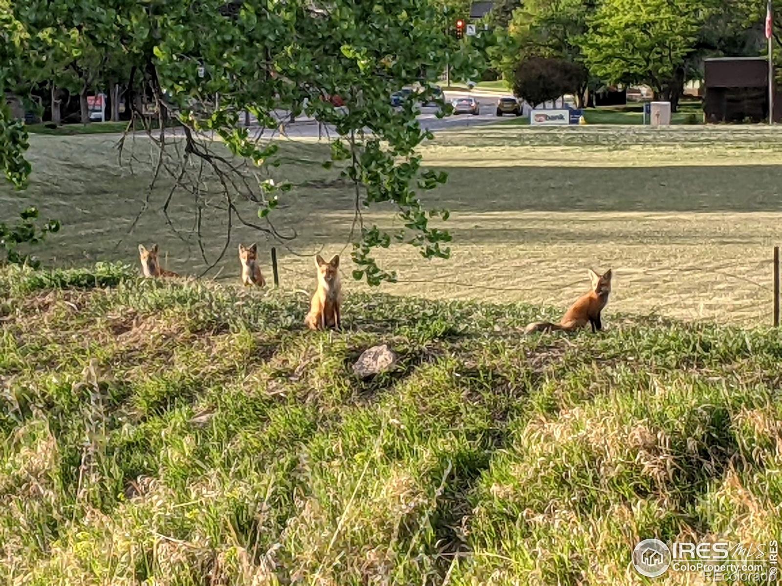 MLS Image #27 for 3945  landings drive,fort collins, Colorado