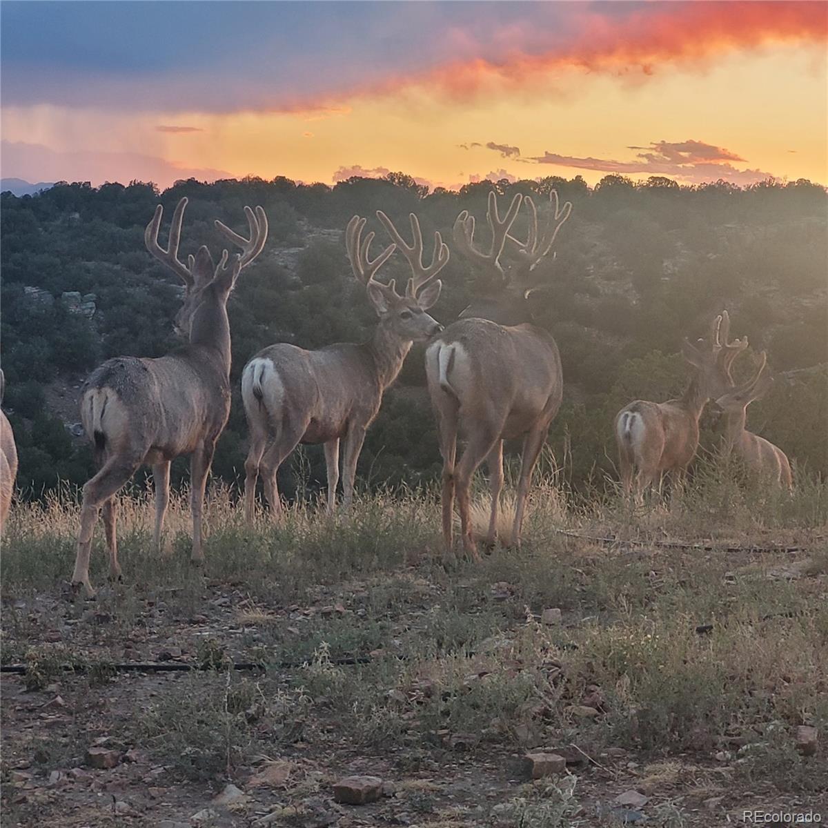 MLS Image #41 for 485  grazing bit trail,penrose, Colorado