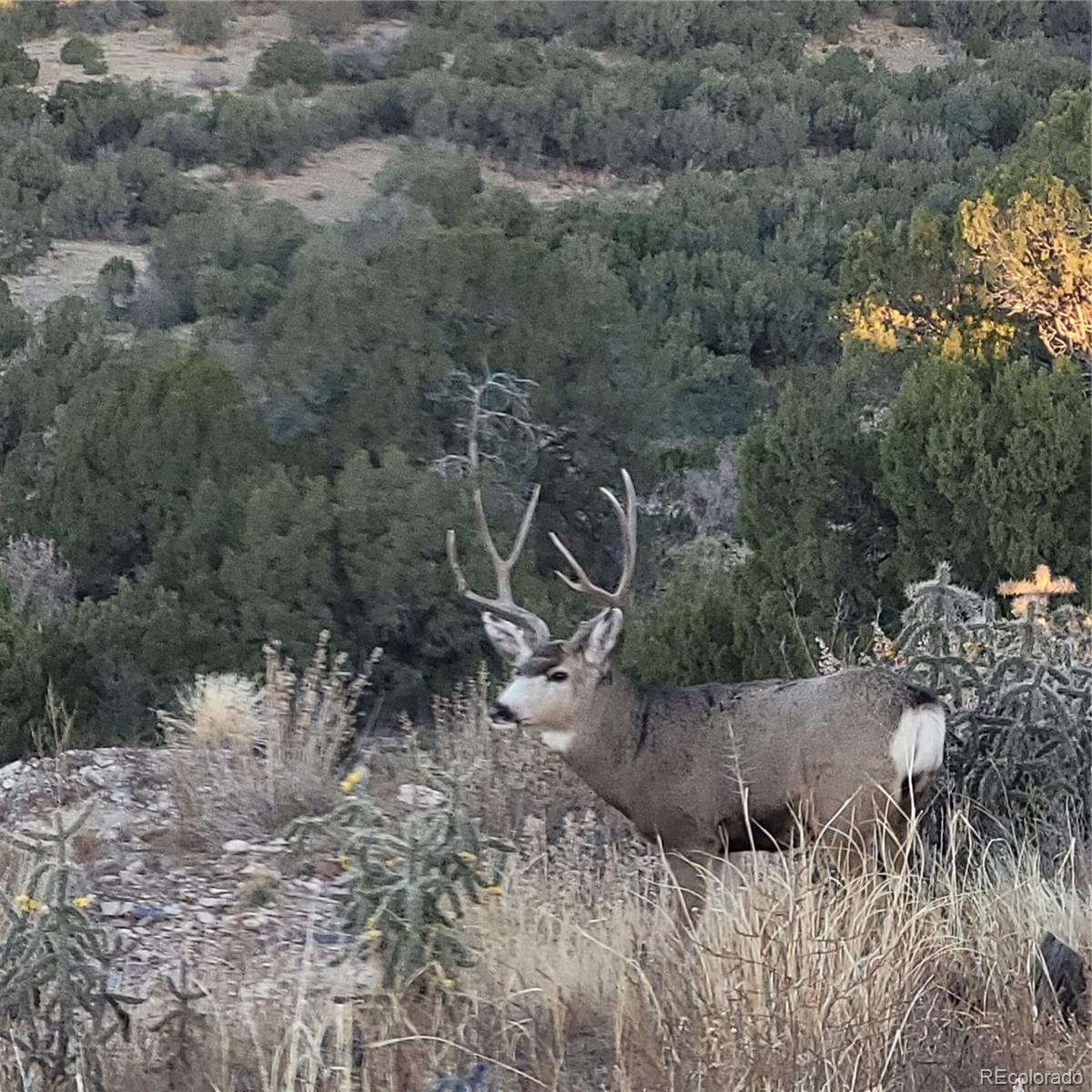 MLS Image #42 for 485  grazing bit trail,penrose, Colorado