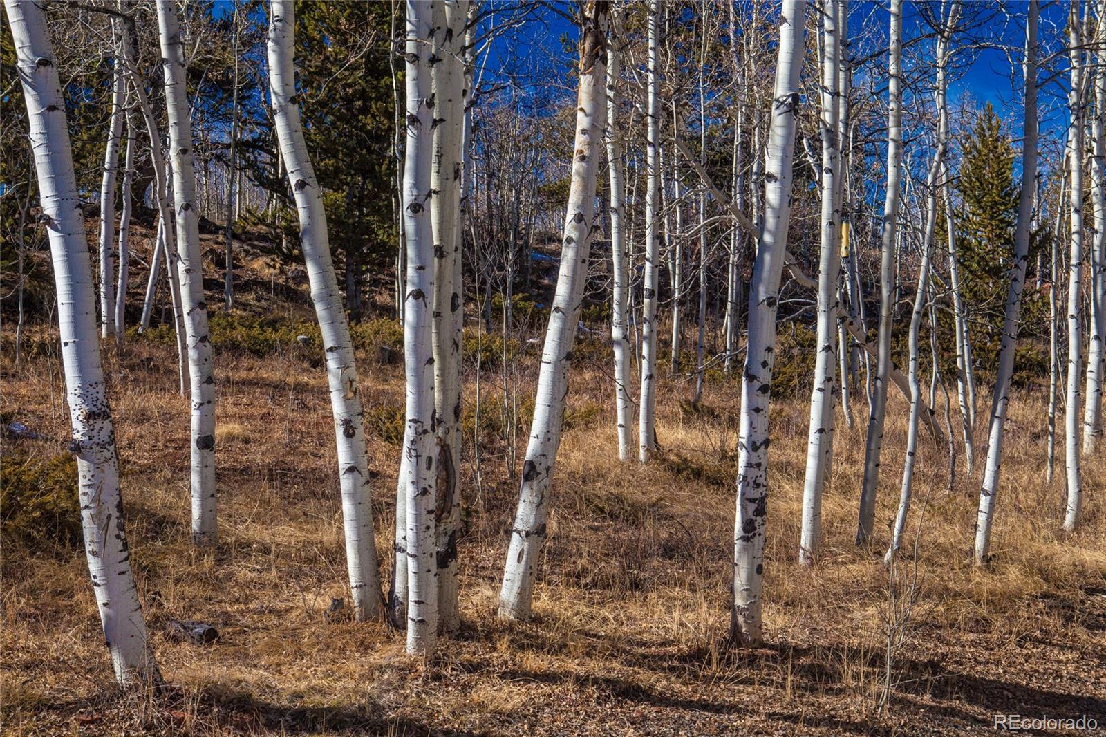 MLS Image #10 for 92  sawmill lane,fairplay, Colorado