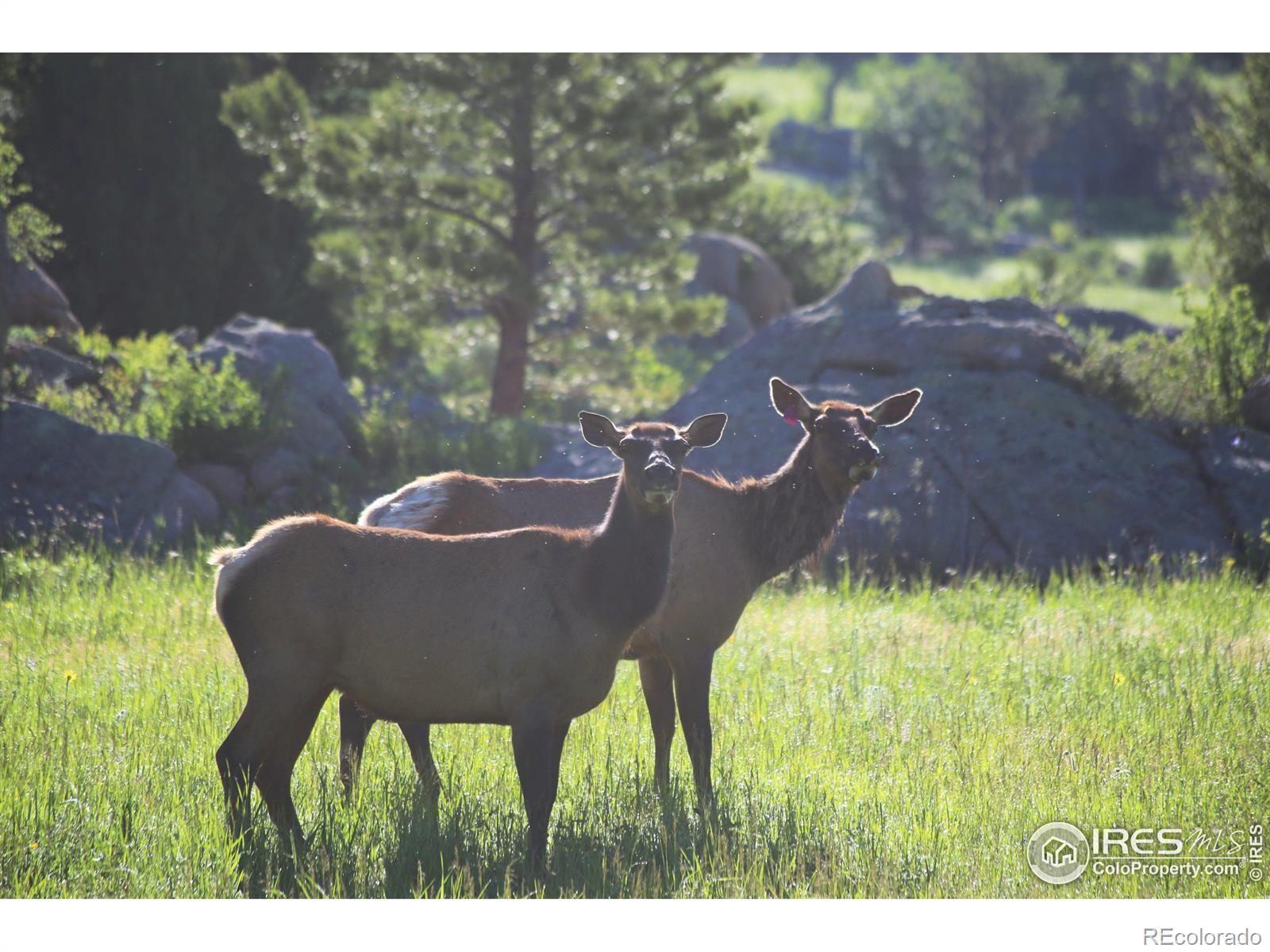 MLS Image #24 for 1448  le cook road,allenspark, Colorado