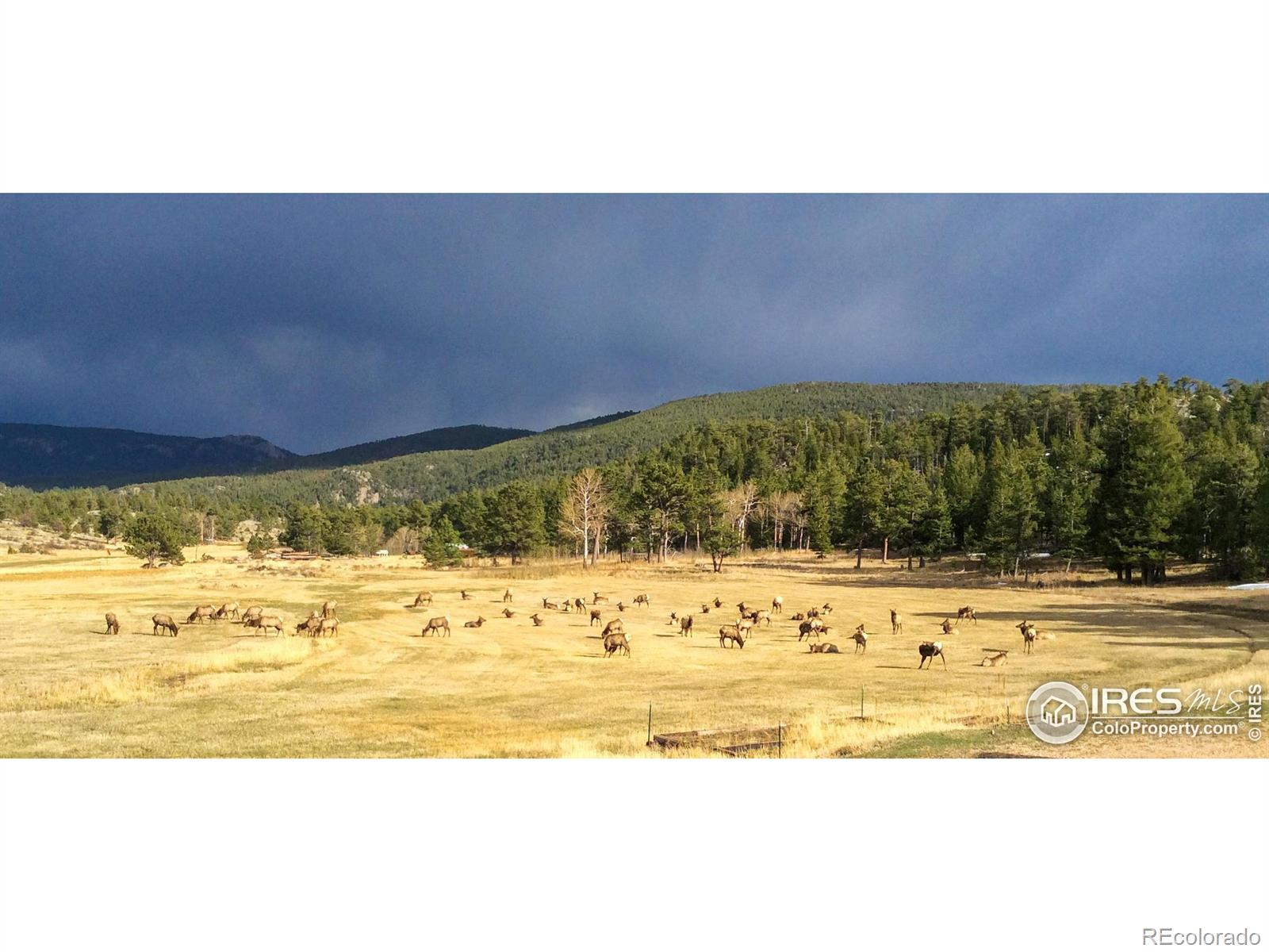 MLS Image #5 for 1448  le cook road,allenspark, Colorado