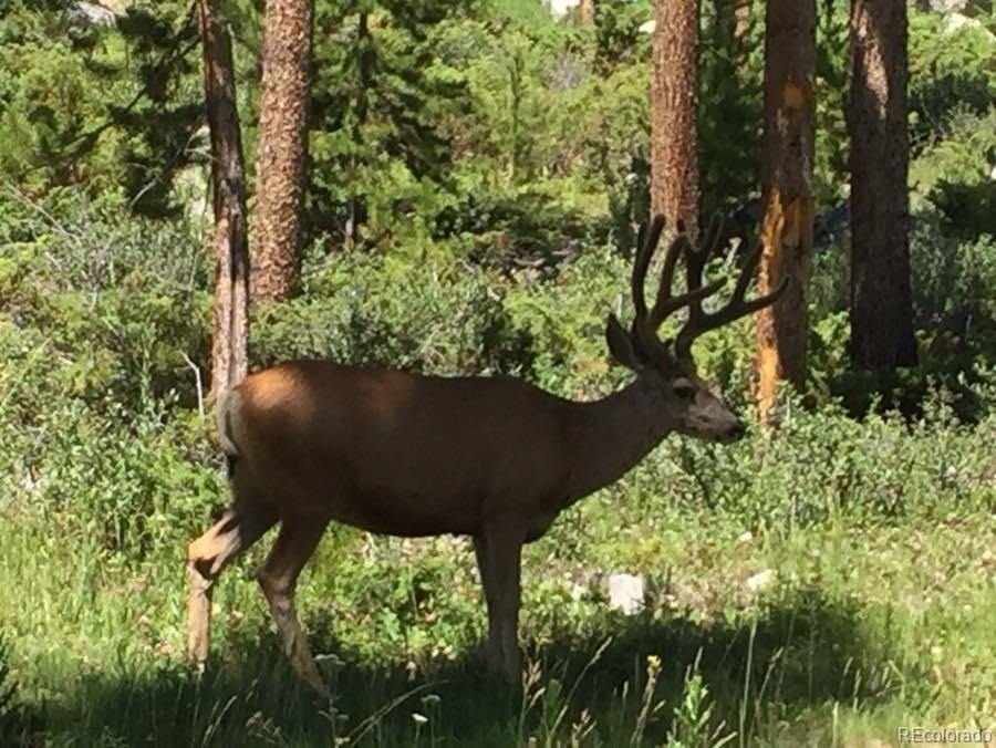 MLS Image #30 for 627  gcr 4634 ,grand lake, Colorado