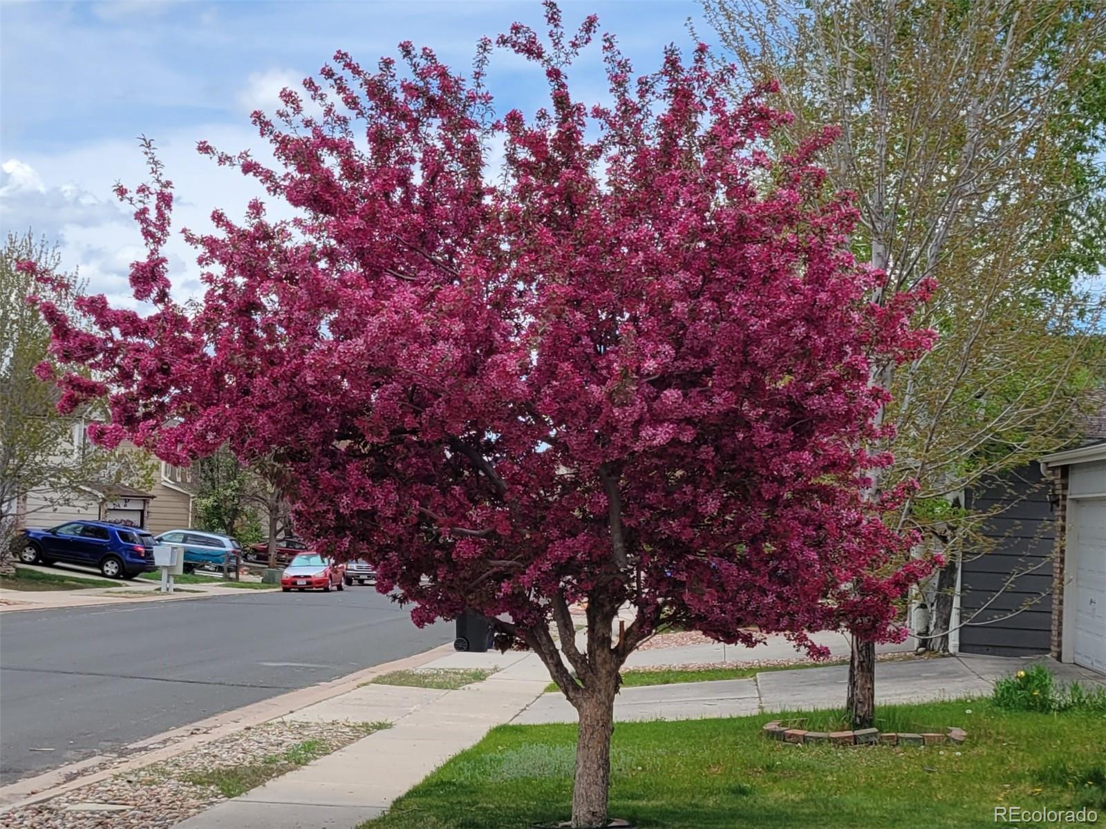 MLS Image #44 for 6005  fossil drive,colorado springs, Colorado