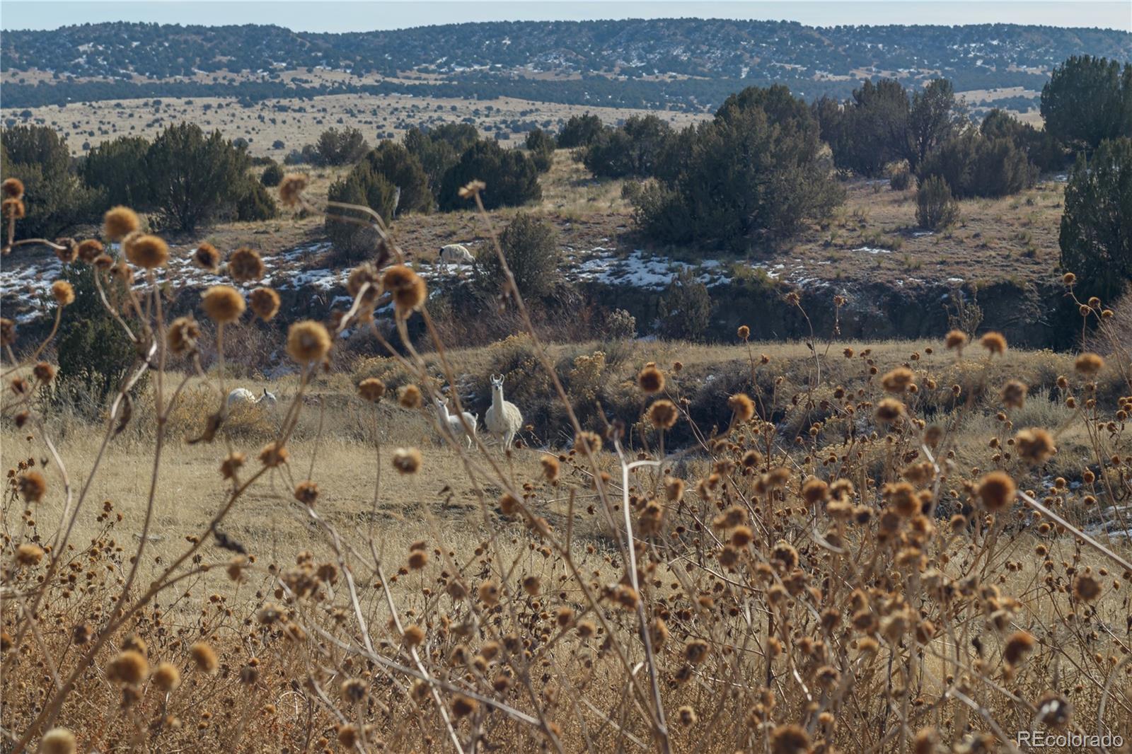 MLS Image #35 for 6670  zercher road,beulah, Colorado