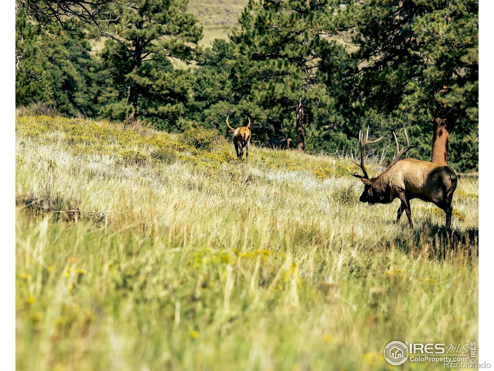 MLS Image #26 for 3200 s foothills highway,boulder, Colorado