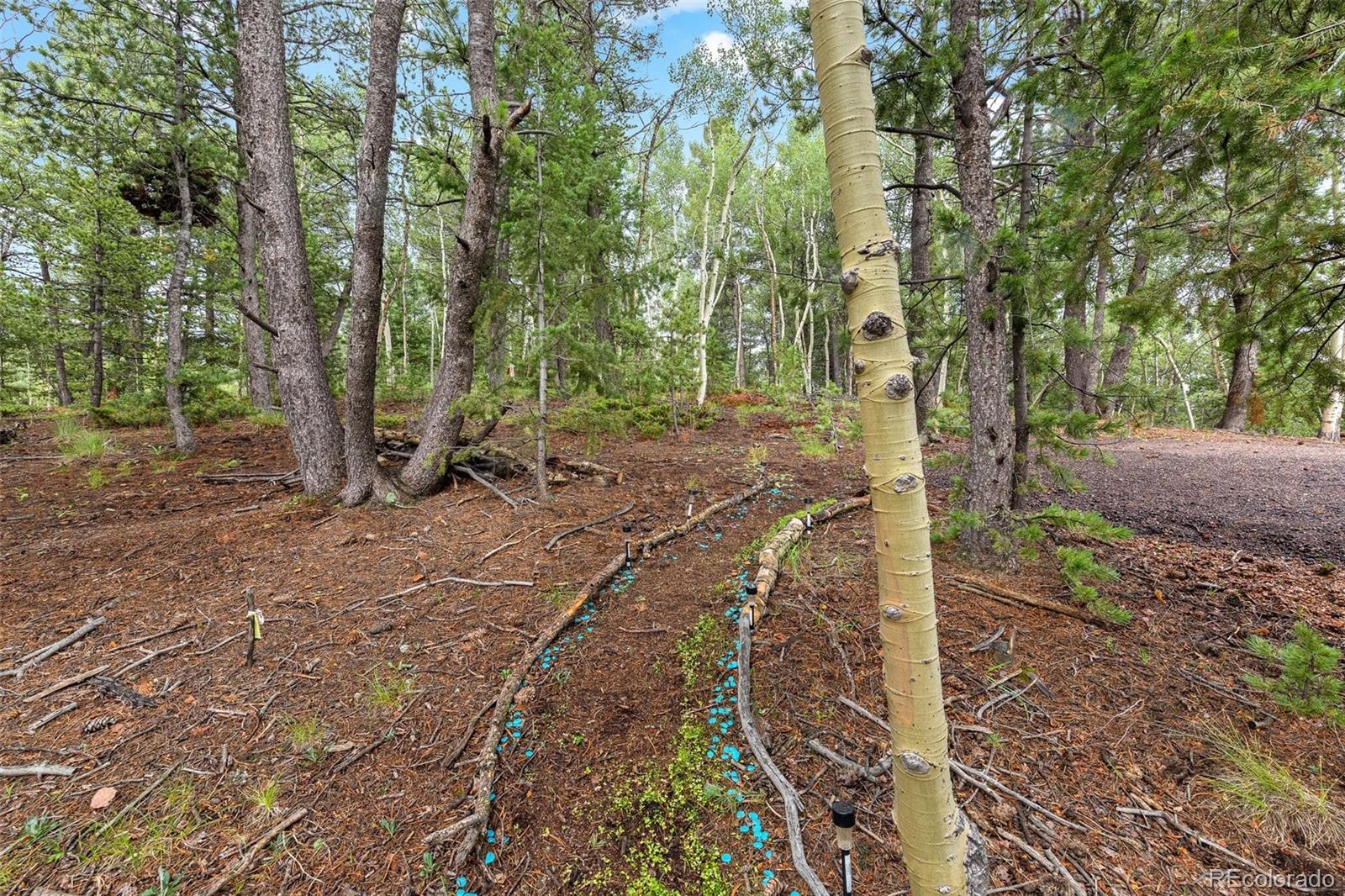 MLS Image #46 for 150  fluorite lane,divide, Colorado