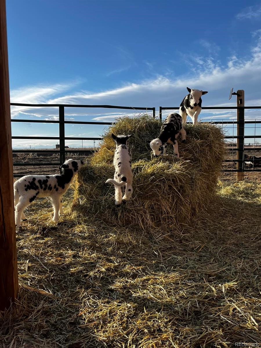 MLS Image #27 for 3398  county road 67 ,keenesburg, Colorado