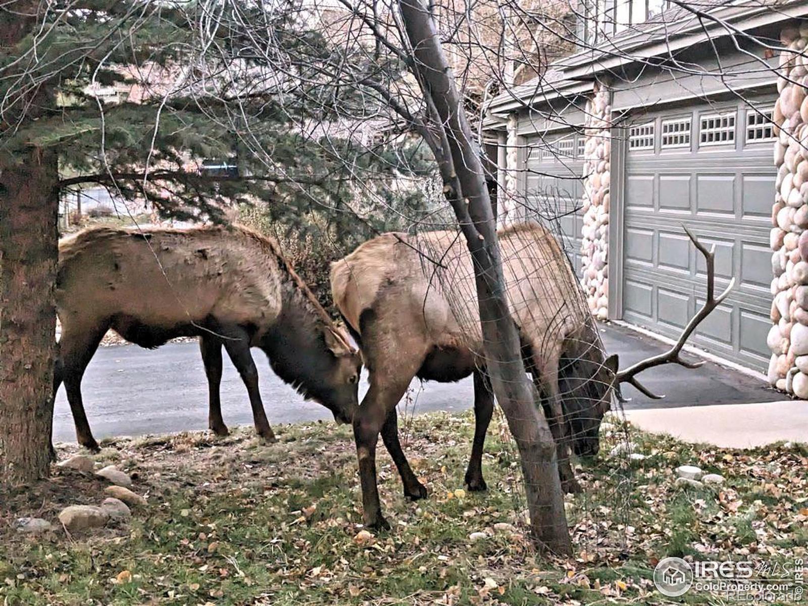 MLS Image #35 for 603  park river place,estes park, Colorado