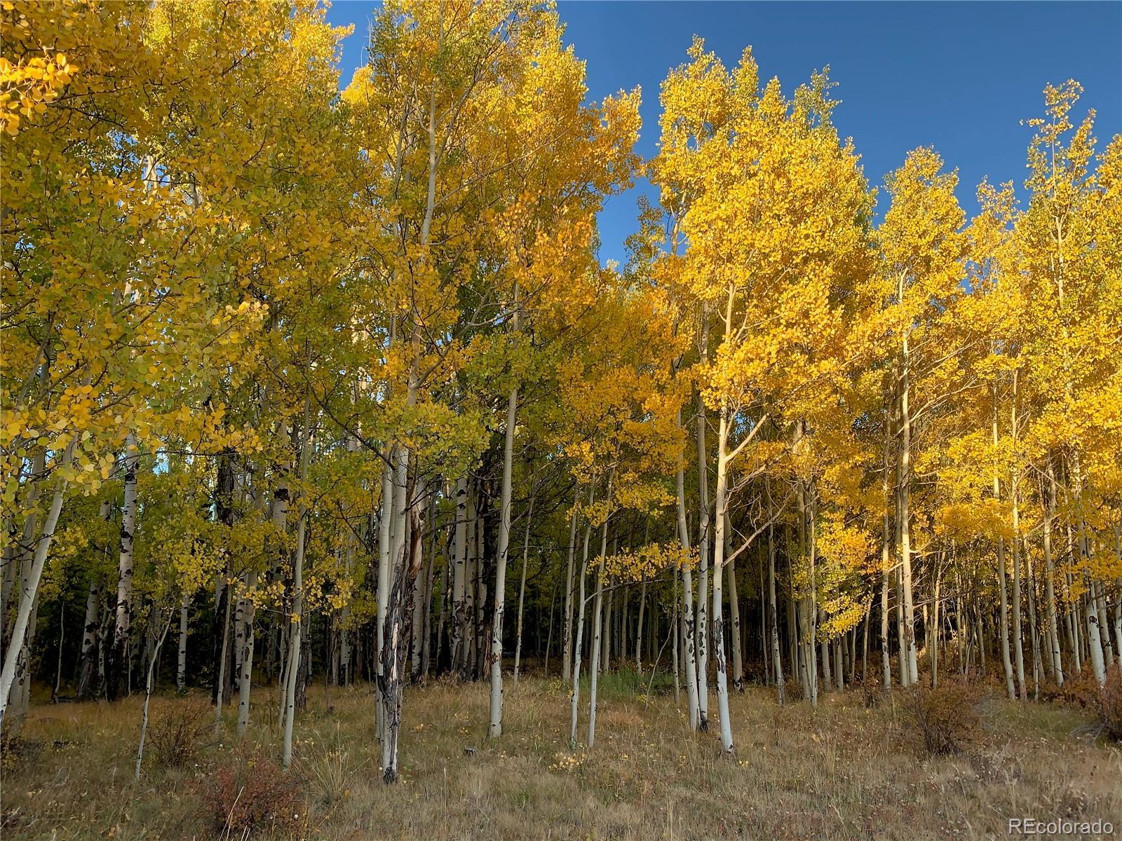 MLS Image #48 for 256  canon court,fairplay, Colorado