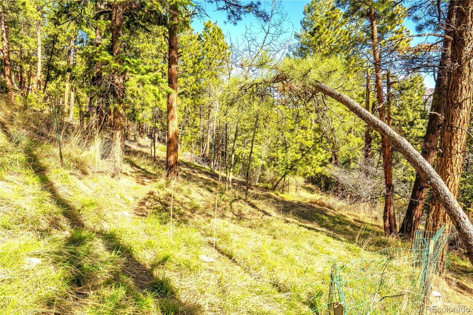 MLS Image #42 for 239  catamount ridge road,bailey, Colorado