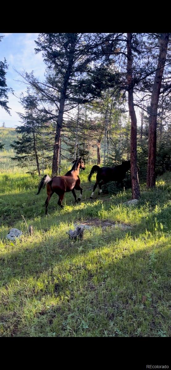 MLS Image #39 for 9399  granzella road,morrison, Colorado